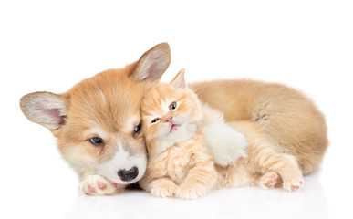 Poster - Pembroke welsh corgi puppy hugs cute tiny kitten. isolated on white background