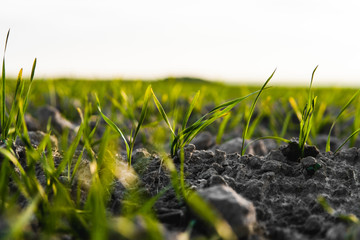 Wall Mural - Young wheat seedlings growing on a field in autumn. Young green wheat growing in soil. Agricultural proces. Close up on sprouting rye agriculture on a field sunny day with blue sky. Sprouts of rye.