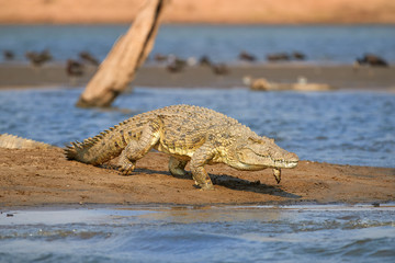 huge nile crocodile, crocodylus niloticus, running from beach into water, front view from water surf