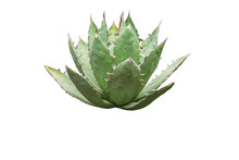 Agave Plant Isolated On White Backgroumd. Clipping Path. Agave Plant Tropical Drought Tolerance Has Sharp Thorns.