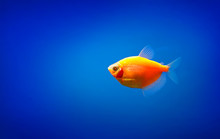 One Yellow Fish In Aquarium Water. Copy Space.