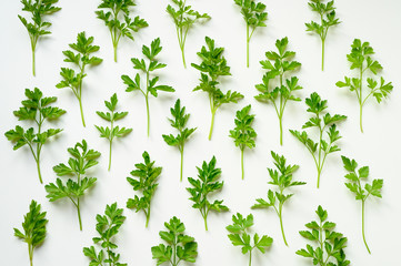 fresh organic parsley leaves arranged in a row on a white background