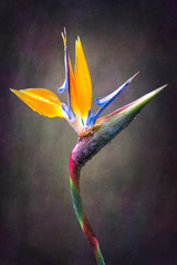 fine art Strelitzia flower