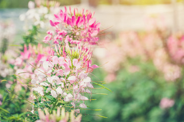 Wall Mural - Pink Spider flower in the garden. spiny spiderflower