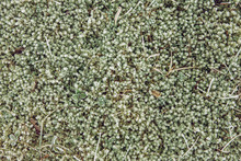 Flat Lay Minimalist Frosty Moss Background In Winter In Yard. Green And White Colors.