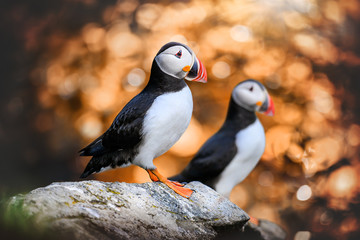 Wall Mural - Atlantic Puffins bird or common Puffin in sunset gold background. Fratercula arctica. Norway most popular birds.