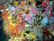 Mediterranean coral reef