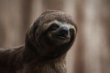 Sloth Bear Portrait