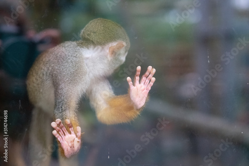 Squirrel monkey behind glass at Newquay ZOO Wallpaper Mural