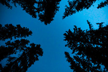 Forest Trees At Night. Beautiful Blue Night Sky Through The Silhouettes Of Forest Trees. Camping At Nature, Looking From The Bottom Up To Sky