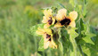 Beautiful wildflowers on a blurry natural foy. Hyoscyamus niger, commonly known as henbane, black henbane or stinking nightshade, is a poisonous plant in the family Solanaceae.