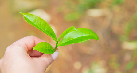 Wall Mural - Tea growing on tea plantations in Sri Lanka. Selective focus.