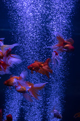 Wall Mural - Nice red gold fish swarm in air bubbles blue background nature aquarium 