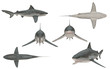 Multiple angle views of bull shark with 6 different view isolated white background 3d rendering