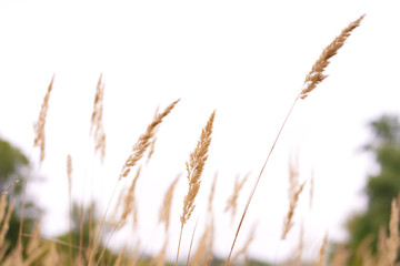 Naklejka na meble Savannah grass field in sun backlight,Twinkle with sunlight at noon.