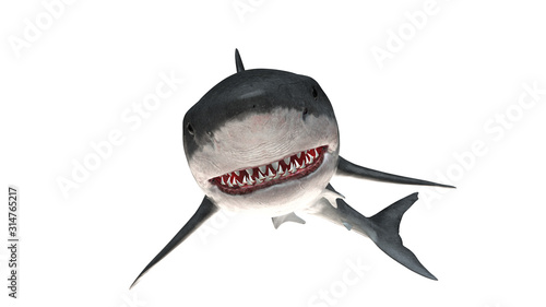 Cuadros en Lienzo Great white shark isolated on white background cutout ready threatening smile 3d