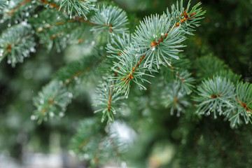 Wall Mural - Green Christmas trees in a winter park covered with snow