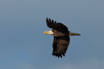 Poster - Closeup of a bald eagle flying against cloudy sky, seen in the wild in  North California