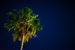 © Jordan - palm tree