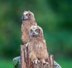 Fototapete - A couple of great horned owl babies