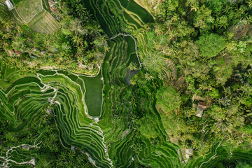 Landscape of the ricefields and rice terrace Tegalalang near Ubud of the island Bali in indonesia in southeastasia. Aerial drone view.