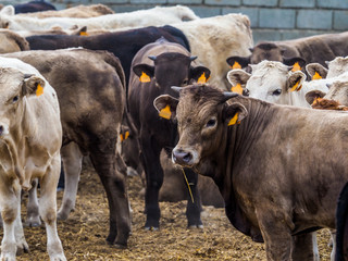 Breeding of cattle