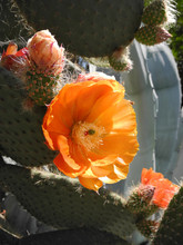 Yellow Flower And Pink Buds Of Opuntia Cactus In Botanical Garden In Blanes, Spain