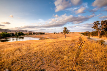 Wall Mural - Sheep paddock in the Australian countryside