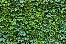 Foliage Plant Background. Hedge Wall Of Green Leaves.