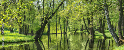 Fotografía summer landscape, pond and green trees in the park.
