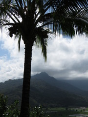 palm, tropical, tree, sky, beach, landscape, sea, nature, blue, island, palm tree, trees, vacation, travel, mountains, hawaii, summer, ocean, clouds, green, coconut, palm trees, beautiful, palms, holi