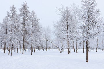 Wall Mural - Winter landscape - Tilted falling tree in a winter park