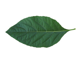 Herbs help reduce blood sugar. Bitterleaf leaves front of the leaf​ isolated​ on​ white​ background. Gymnanthemum extensum. 