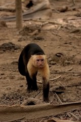 Capuchin Monkey