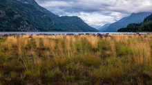 Beautiful Grass Field Clearing Beside Buttle Lake On Vancouver Island, British Columbia, Canada