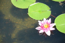 Water Lily In Pond