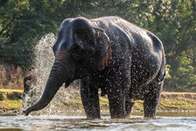 Splash Water On Elephant Bath Time.