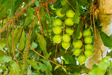 Wall Mural - Cluster of fresh macadamia nuts hanging on its tree in fruit plantation