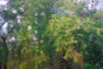Wall Mural - rain drops on window glass green tree background