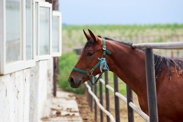 Beautiful young horse