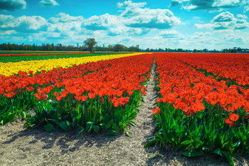 Wall Mural - Beautiful spring landscape with fresh colorful tulip fields in Netherlands