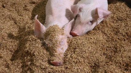 Wall Mural - Happiness pigs lying on floor in organic rural farm agricultural. Livestock industry