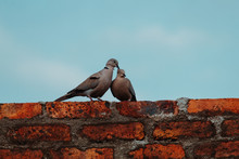 Two Doves Sitting On A Brick Wall