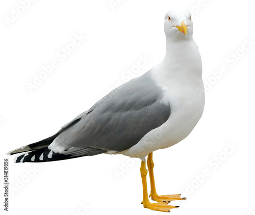 Fotomural White and grey seagull isolated on white