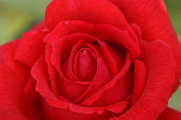 red rose closeup