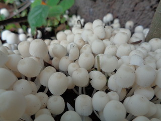 close up shoot white mushroom in the nature