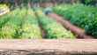 © bunditinay - Empty wood table top and blurred green tree and vegetable in agricultural farms. background - can used for display or montage your products.