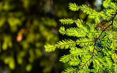 Wall Mural - Close up of evergreen tree branch illuminated by bright sunlight; dark background