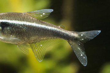 Canvas Print - Neonka black freshwater aquarium fish with white dot meal.