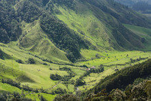 Cocora Valley, Which Is Nestled Between The Mountains Of The Cordillera Central In Colombia.